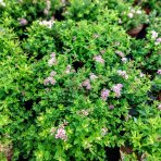 Tavoľník japonský (Spiraea Japonica) ´LITTLE PRINCESS´ - výška 15-25 cm, kont. C2L